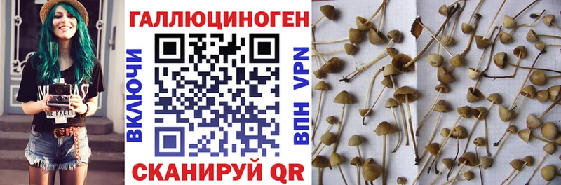 закладки  Баймак  Псилоцибиновые грибы мухоморы 